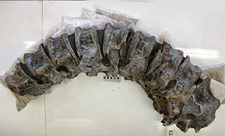 Hallan en Colombia el primer fósil de dinosaurio 